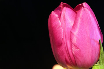 Tulpe