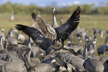 Common Crane (Grus grus), Ahula, Israel