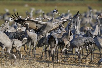 Common Crane (Grus grus), Ahula, Israel