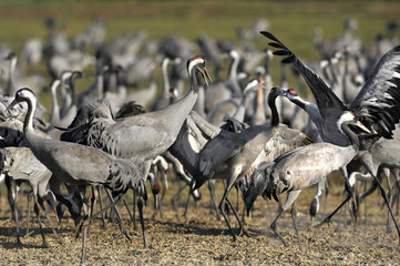 Common Crane (Grus grus), Ahula, Israel