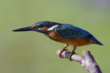 The Common Kingfisher (Alcedo atthis)