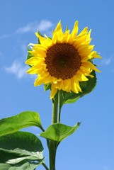 Obraz premium Sonnenblume