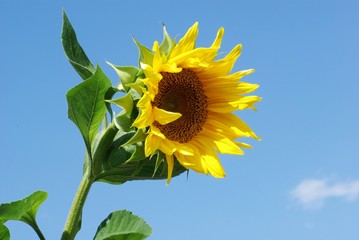 Fototapeta premium Sonnenblume