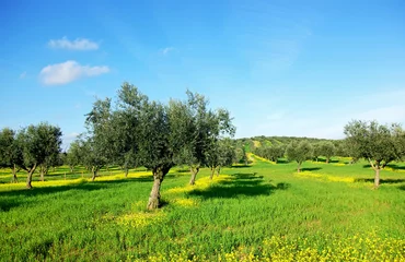 Rolgordijnen Olijfboom Olijvenboom op groen gebied in Portugal.
