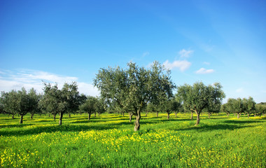 Olivenbaum im grünen Feld in Portugal.