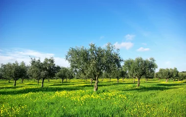 Printed kitchen splashbacks Olive tree Olives tree in green field at  Portugal.