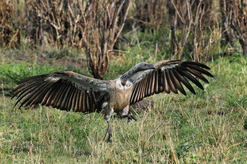 Rüppell's vulture
