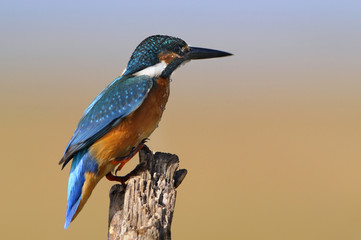 The Common Kingfisher (Alcedo atthis)