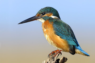 The Common Kingfisher (Alcedo atthis)