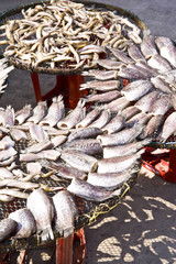 Gourami fish for sale