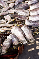 Gourami fish for sale