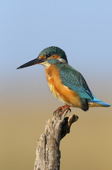 The Common Kingfisher (Alcedo atthis)