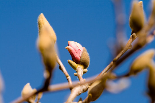 Magnolia Flowers Budding Early Spring Isolated