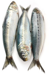 japanese sardine, japanese pilchard