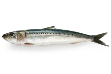 Keuken spatwand met foto japanese sardine, japanese pilchard © uckyo