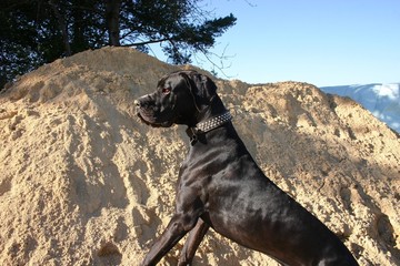 Deutsche Dogge am Sandberg