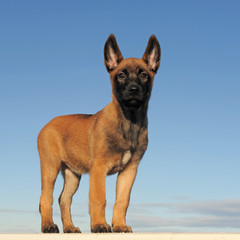 chiot berger belge malinois
