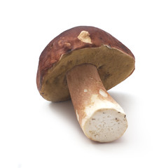 Edible mushroom Boletus Edulis isolated on white