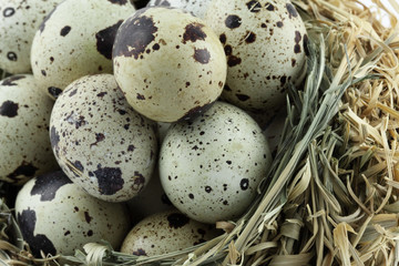 des oeufs de caille sur de la paille
