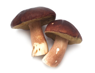 Edible mushroom Boletus Edulis isolated on white