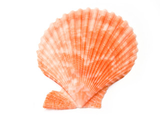 Sea shells isolated