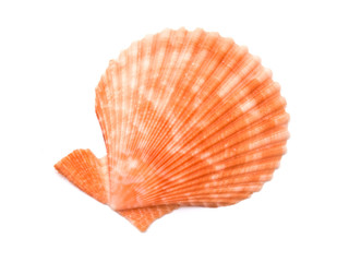 Sea shells isolated © Renewer