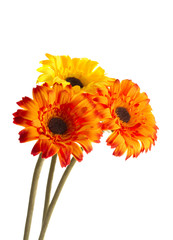 Three artificial flowers