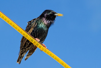 A starling bird perched on a yellow line.