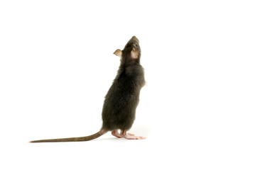 rat