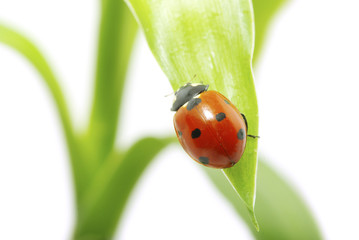 ladybug on grass