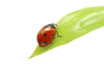 ladybug