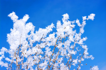 hoarfrost on branches