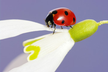 ladybug