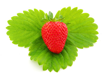 fresh strawberry