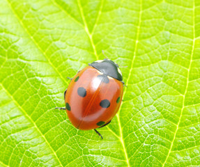 ladybug  on  leaf