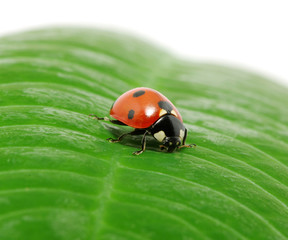 ladybug