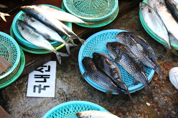 Kugelfische auf einem Fischmarkt