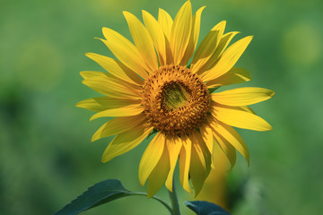 sun flower