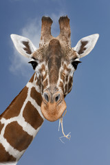 Naklejka premium Giraffe in Natur 5