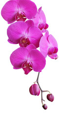 Obraz na płótnie Canvas Orchid on white