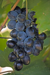 Cluster grapes