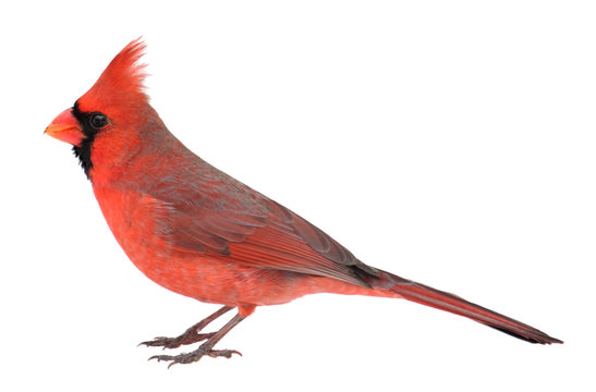 Northern Cardinal, Cardinalis Cardinalis, Isolated