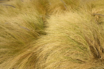 feather-grass