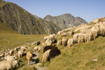 Fototapeta premium Herd of sheep on mountain