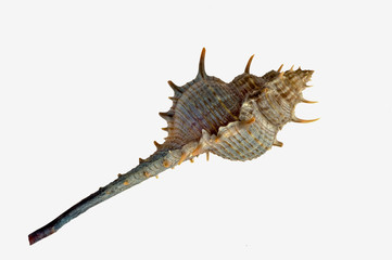 Sea shell isolated on the white background.
