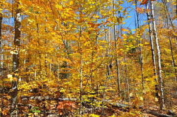 Herbstlicher Laubwald