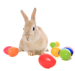 Osterhase