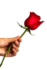 Red rose in hand isolated on white .