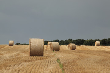 Field of round straw bales