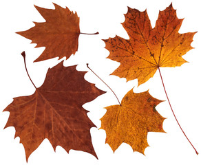 Feuilles de Platane en automne